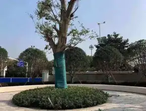 ووهان